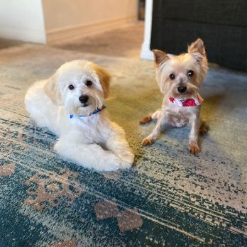 Furr Paradise - Copper & Phoebe - Pet Groomers Near Me - Santa Ana, California Furr Paradise - Copper & Phoebe - Pet Groomers Near Me - Santa Ana, California