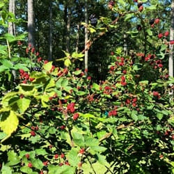 Rabbit Ridge Berry Farm