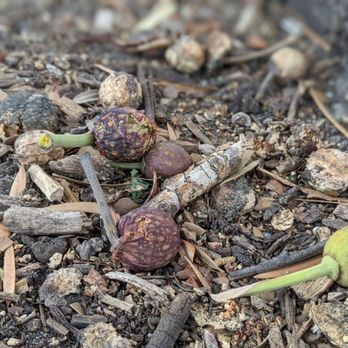 Founder's Park - figs all over ground - Landmarks & Historical Buildings Near Me - Anaheim, California