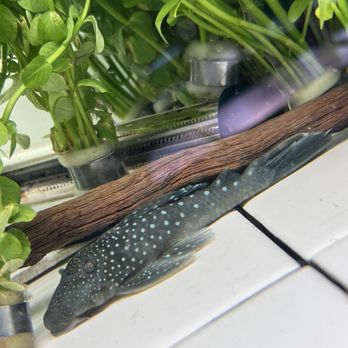 Las Vegas Exotic Fish - Phantom blue plecco - Local Fish Stores Near Me - Las Vegas, Nevada Las Vegas Exotic Fish - Phantom blue plecco - Local Fish Stores Near Me - Las Vegas, Nevada