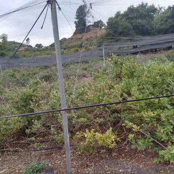 Enchanting Blueberry Farm - blueberries - Campgrounds Near Me - Fallbrook, California