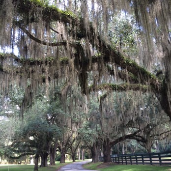 Pebble Hill Plantation - Huge trees - Museums Near Me - Thomasville, Georgia Pebble Hill Plantation - Huge trees - Museums Near Me - Thomasville, Georgia