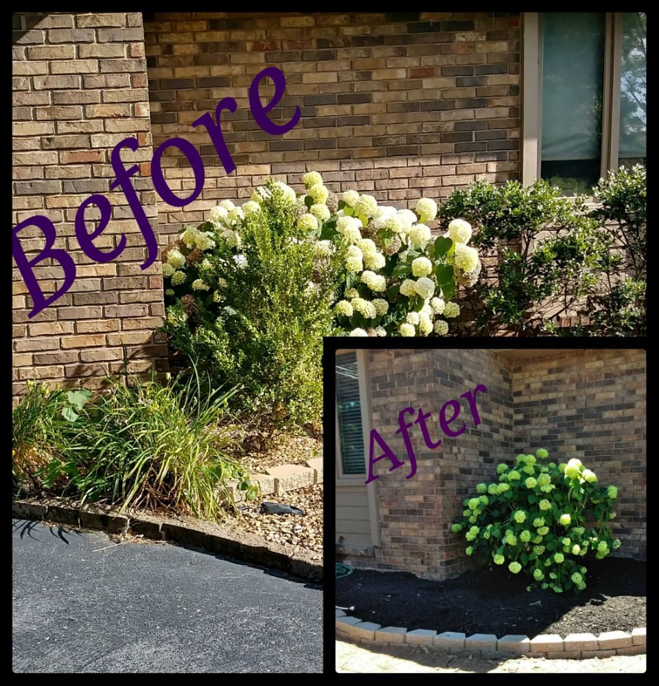 The Lawn Service - tree service in Springfield, MO