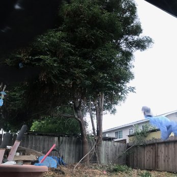 Lorenzo's Tree Service - 30 ft trees - Tree Services Near Me Lorenzo's Tree Service - 30 ft trees - Tree Services Near Me