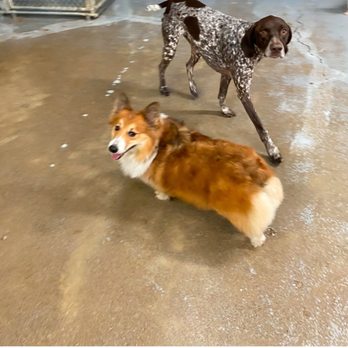 Puppy Playground - Pet Sitting Near Me - Indianapolis, Indiana