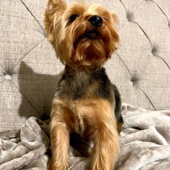 Barking Lot Pet Styling - Haircut on Fleek - Pet Groomers Near Me - Stockton, California Barking Lot Pet Styling - Haircut on Fleek - Pet Groomers Near Me - Stockton, California