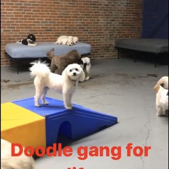 Process Canine - Pet Training Near Me - Shaker Heights, Ohio