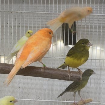 Todd Marcus Birds Exotic - Pet Stores Near Me - Delran, New Jersey Todd Marcus Birds Exotic - Pet Stores Near Me - Delran, New Jersey