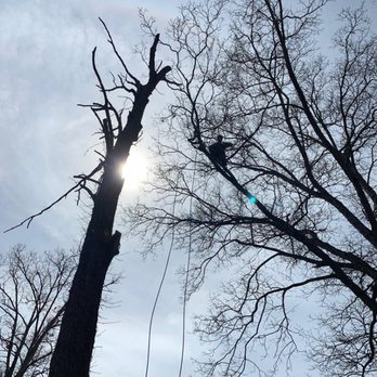 Thomas's Tree Services - Jumping to dead tree after putting life line in live tree - Tree Services Near Me - Heiskell, Tennessee