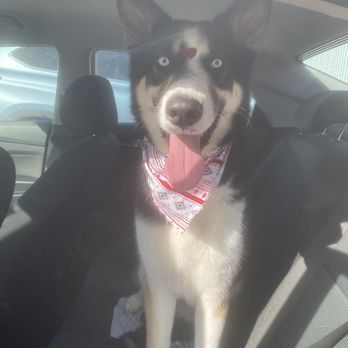 Glam Pet Groom - Dog - Pet Groomers Near Me - San Antonio, Texas