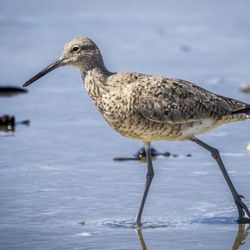 Bolivar Flats Shorebird Sanctuary
