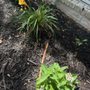 Photo of Flourish Garden Solutions