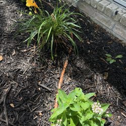 Flourish Garden Solutions
