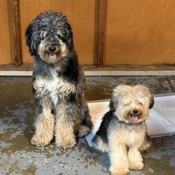 D'luxe Mobile Grooming - Pet Groomers Near Me D'luxe Mobile Grooming - Pet Groomers Near Me