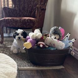 Farr West Animal Hospital - Millie a day after surgery