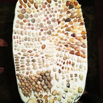 Sand Dollar Shelling - Boat Charters Near Me - Goodland, Florida Sand Dollar Shelling - Boat Charters Near Me - Goodland, Florida