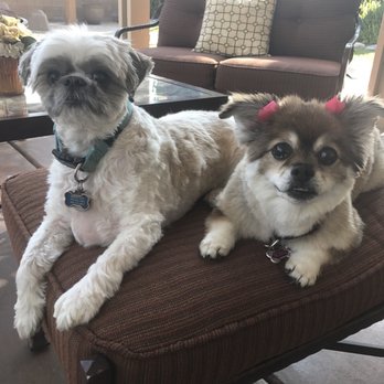 Passion for Paws - Pet Groomers Near Me