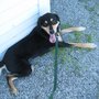 Photo of Mark's Dog Grooming
