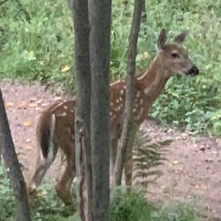 Wildwood  Zoo - Young Doe on the trail