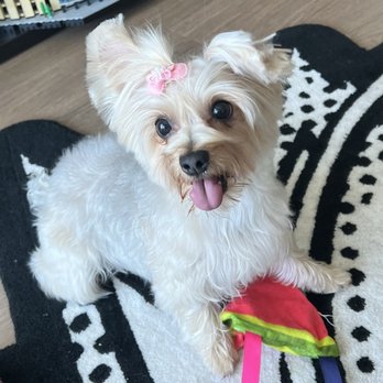 Woori Pet - Pet Groomers Near Me - Los Angeles, California