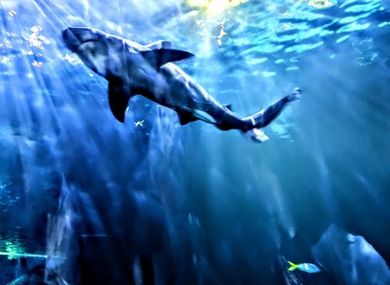 Shedd Aquarium by null