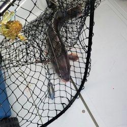 Bogan's Kevin Bait & Tackle - On the deck