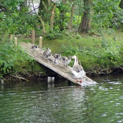 Insel im Unteren Teich