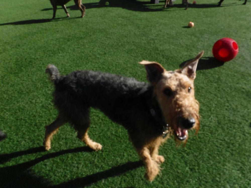 BAY PAWS PET RESORT 44 Photos & 38 Reviews Pet Sitting 1212 N