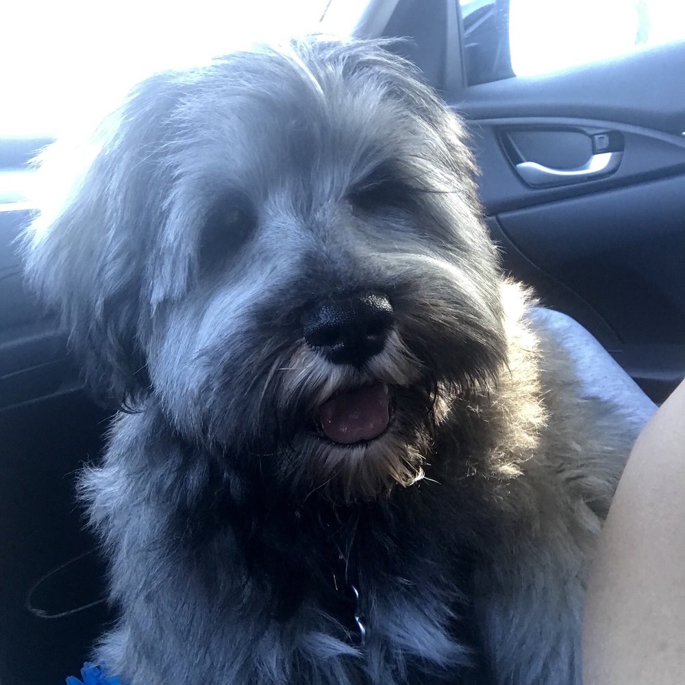 PetSmart - Pet Stores Near Me - Henderson, Nevada PetSmart - Pet Stores Near Me - Henderson, Nevada