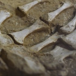 Campbell County Rockpile Museum - Fossil Collection