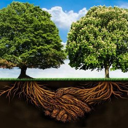 Absolute Tree Solutions - We make a deal to take care of your tree service with the most professionalism and care.