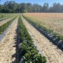 Photo of Sandy Fork Produce
