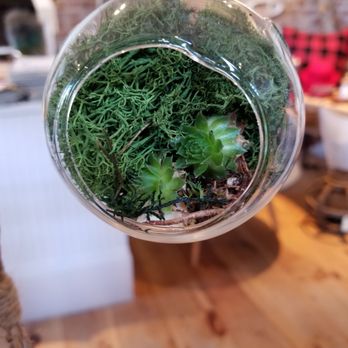 Conservatory Coastal Home - I love air plants! - Home Decor Near Me - Port Townsend, Washington Conservatory Coastal Home - I love air plants! - Home Decor Near Me - Port Townsend, Washington