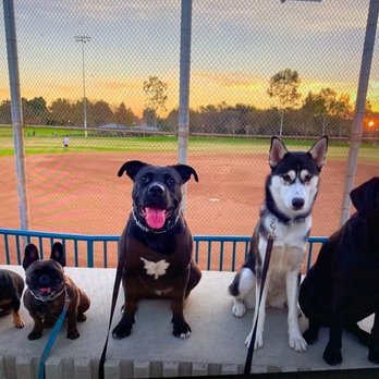 ArKane 9 Dog Training - Miguel took this the first week he had her - I couldn't believe that was really my dog there in the pack. - Pet Training Near Me ArKane 9 Dog Training - Miguel took this the first week he had her - I couldn't believe that was really my dog there in the pack. - Pet Training Near Me
