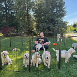 Ellie Mae Goldens