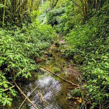 Akaka Falls State Park - At Akaka Falls State Park - Parks Near Me - Honomu, Hawaii Akaka Falls State Park - At Akaka Falls State Park - Parks Near Me - Honomu, Hawaii