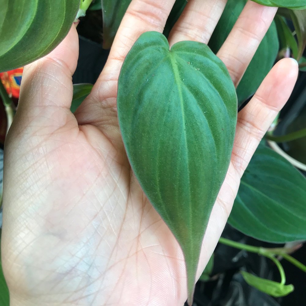 KimThai Garden - Nurseries & Gardening Near Me - Los Angeles, California KimThai Garden - Nurseries & Gardening Near Me - Los Angeles, California