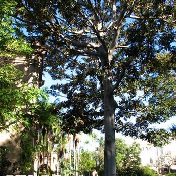 Atlas Tree Service - Tree Services Near Me - Spring Valley, California Atlas Tree Service - Tree Services Near Me - Spring Valley, California
