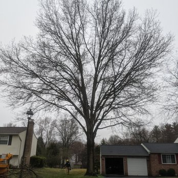 Lopez Tree Services - big oak before pruning - Tree Services Near Me - Alexandria, Virginia