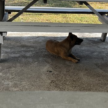Taqueria Brisa Del Mar - The dogs were like... Hey where's my taco? - Mexican Near Me - Houston, Texas Taqueria Brisa Del Mar - The dogs were like... Hey where's my taco? - Mexican Near Me - Houston, Texas