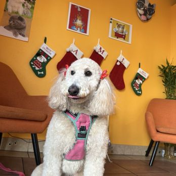 Happiness Grooming - Mochi, the golden doodle - Pet Groomers Near Me - Van Nuys, California Happiness Grooming - Mochi, the golden doodle - Pet Groomers Near Me - Van Nuys, California