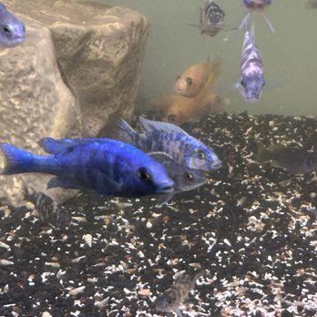 Cichlid Hut - Pet Breeders Near Me - Fort Lauderdale, Florida Cichlid Hut - Pet Breeders Near Me - Fort Lauderdale, Florida