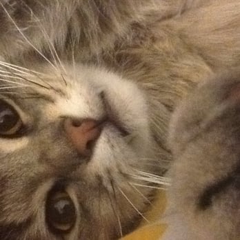 Second Chance Pet Adoptions - Bunny(Loverboy) - Animal Shelters Near Me - Raleigh, North Carolina