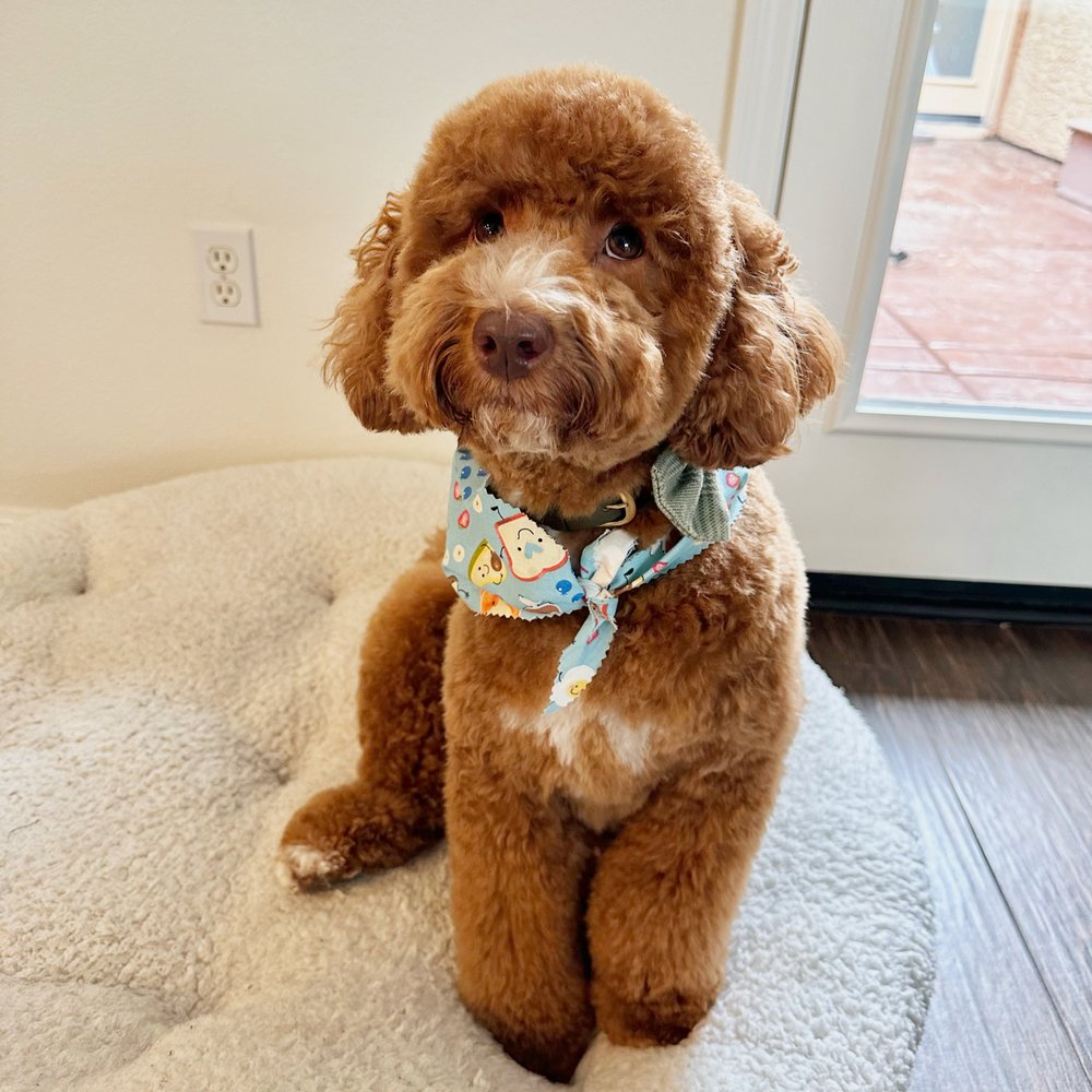 Royalty Pet Spa - Emmett after a trim - Pet Groomers Near Me - Las Vegas, Nevada Royalty Pet Spa - Emmett after a trim - Pet Groomers Near Me - Las Vegas, Nevada
