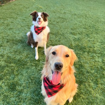DogSpot - Pet Training Near Me - Oceanside, California