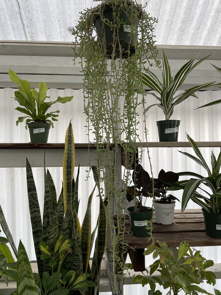 SIERRA AZUL NURSERY & GARDEN Updated August 2024 123 Photos & 41