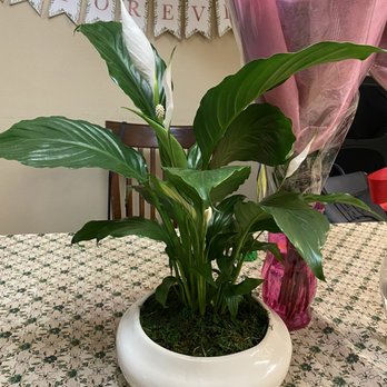 The Flower Boutique - Beautiful inside plant with modern vase. - Florists Near Me - Chatsworth, California The Flower Boutique - Beautiful inside plant with modern vase. - Florists Near Me - Chatsworth, California