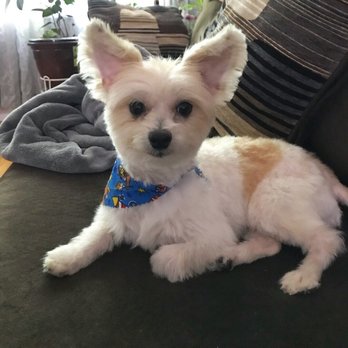 All 4 Dirty Paws - After! - Pet Groomers Near Me - Chicago, Illinois