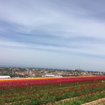 The Flower Fields - The view! - Venues & Event Spaces Near Me - Carlsbad, California
