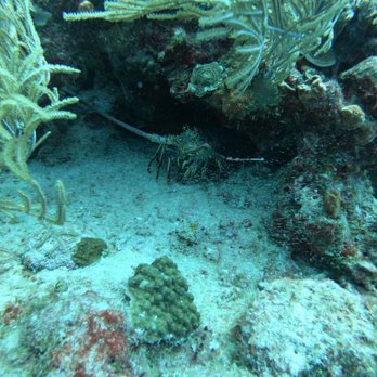 Dive Aventuras Mexico - Reef diving - Scuba Diving Near Me - Playa del Carmen, ROO